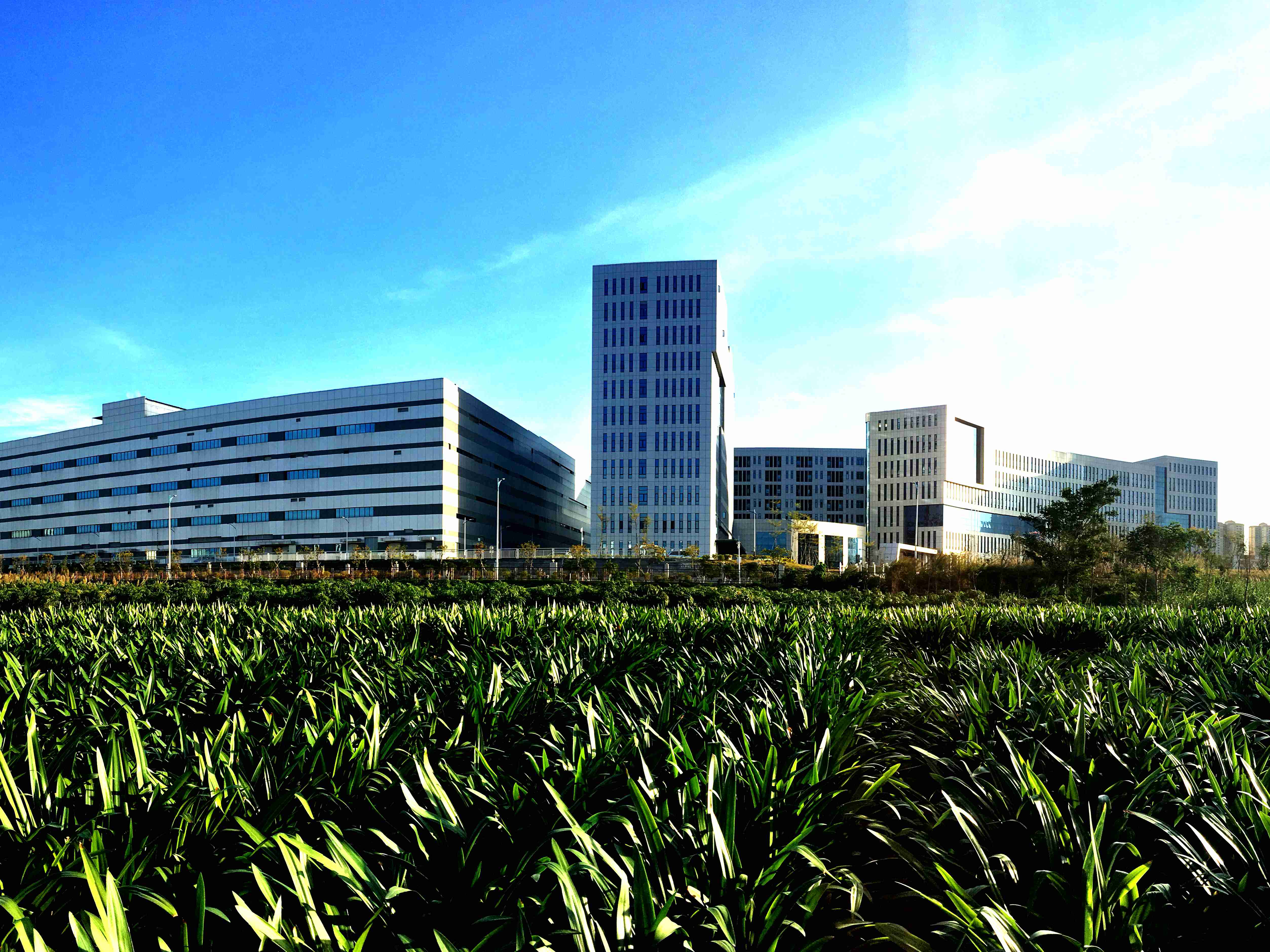 1689657188043062729.jpg 大美开云在线开户_开云(中国)—晨光中的开云在线开户_开云(中国)致君_副本.jpg